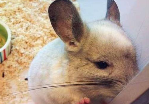 龙猫叫是什么意思 被咬了要打针吗