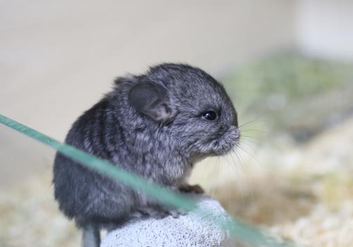 龙猫什么颜色最贵 哪些零食不能喂