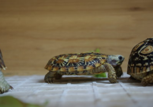 饼干龟多少钱一只 好养吗