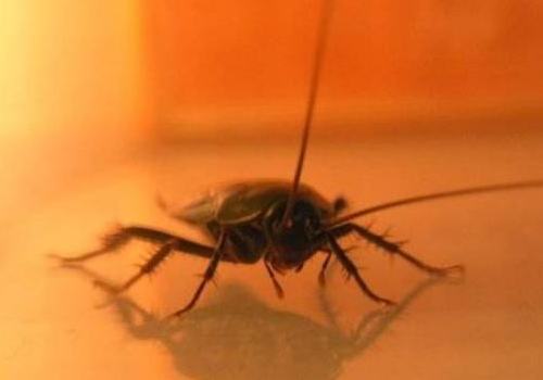 蟑螂能不能用脚踩 如何防止爬到床上