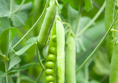 哺乳期能吃荷兰豆吗 会回奶吗
