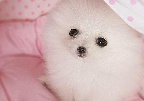 博美犬为什么喜欢咬人 能长多大