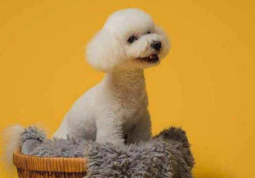 比熊犬公母怎么分 公的好还是母的好