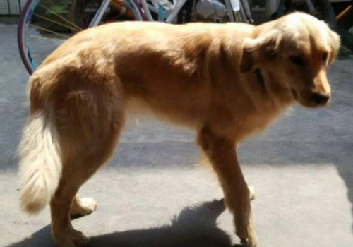 金毛犬吃什么狗粮好 纯和不纯的区别
