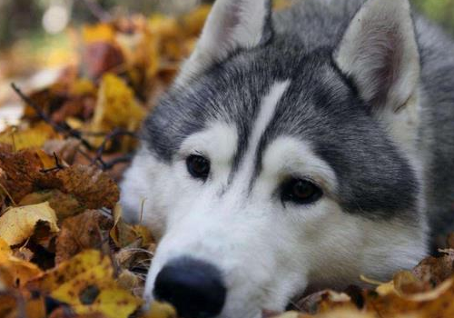 阿拉斯加犬适合家养吗 能吃米饭吗