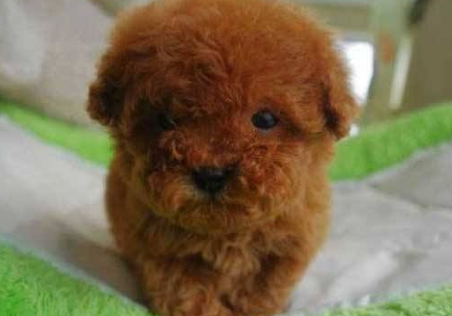 茶杯泰迪犬的寿命多长 可以牵狗绳吗