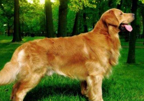金毛犬哪个色系最贵 不听话怎么办