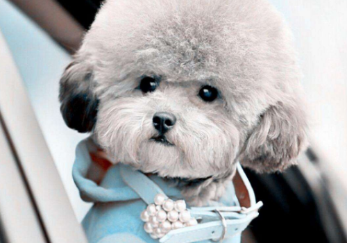 泰迪犬出生多久剪尾巴 为什么要剪尾巴