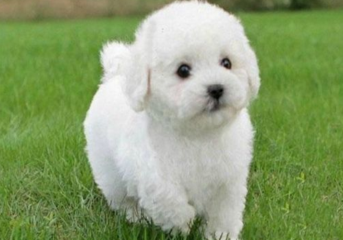 比熊犬寿命有多长 怎么看年龄