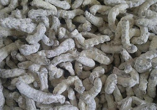 僵蚕是什么东西 制作方法是怎样的