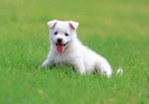 什么狗长不大又便宜 城市禁养犬有哪些