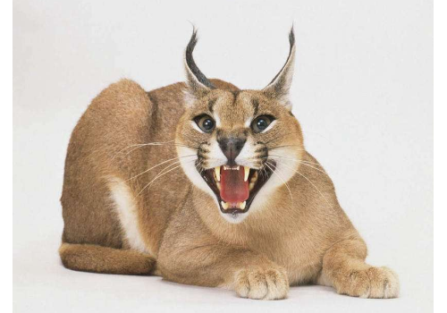 猞猁认主人吗 狼为什么怕猞猁