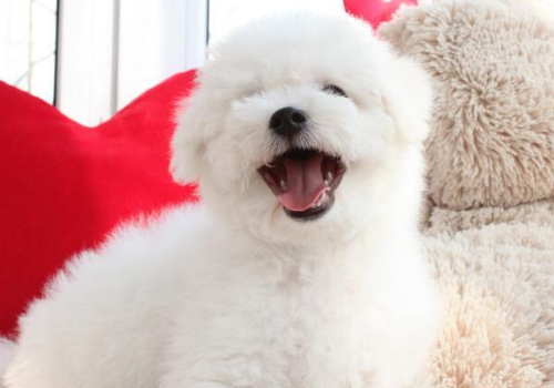 比熊犬吃香蕉吗 多大吃合适