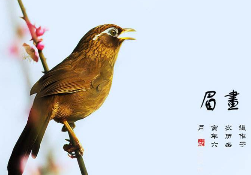 画眉鸟怎么治疗仰头 怎么越冬管理