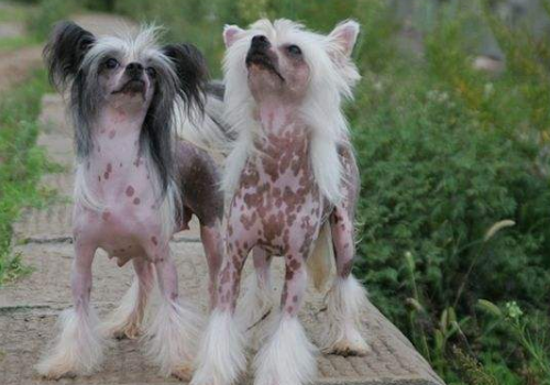 中国冠毛犬多少钱一只 怎么训练