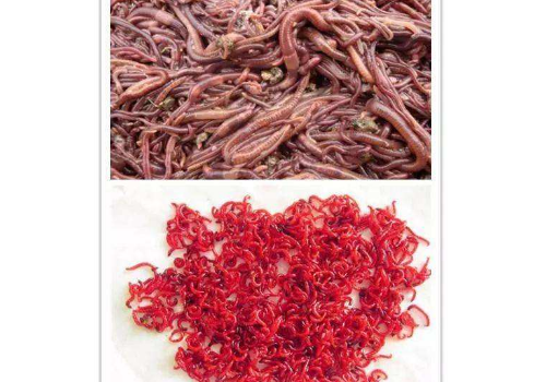 红虫和蚯蚓哪个钓鱼好 有什么区别