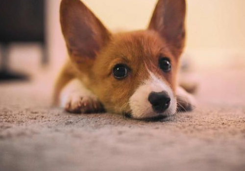 柯基犬适合家里养吗 为什么这么凶