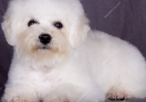 影响比熊犬的寿命原因有哪些 怎么延长
