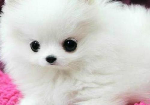 博美犬怎么造型好看 聪明排第几
