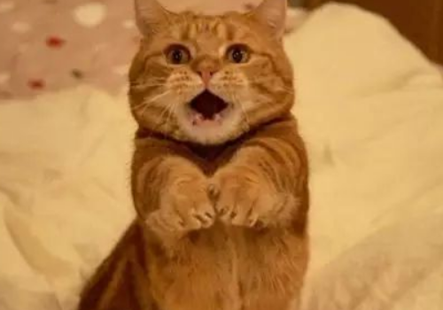 为什么说养猫穷三代 对财运好不好