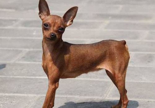 小鹿犬的寿命是多长 智商排名第几
