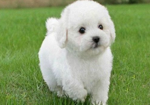 比熊犬可以喝牛奶吗 哪些食物不能吃