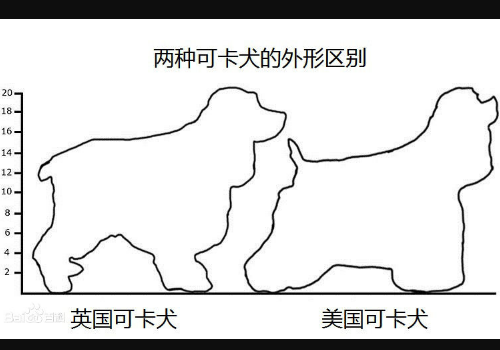 可卡犬为什么那么臭 英国和美国的有什么区别