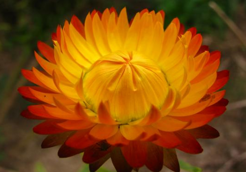 干花怎么着色 怎么保存