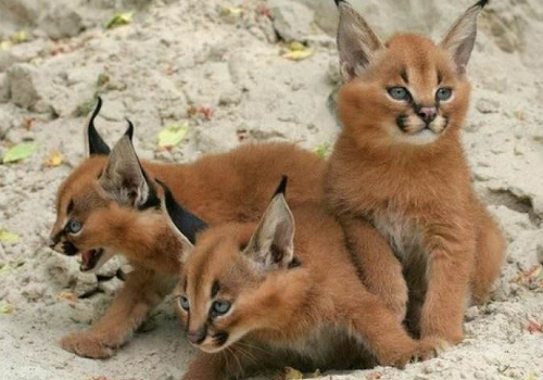 猞猁可以养吗 会咬人吗