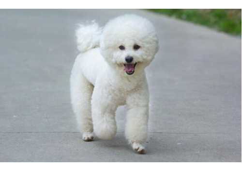 比熊犬每个时期吃什么好 怎么挑选狗粮