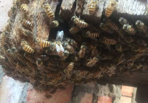 处女蜂王什么时候产卵 一天能产多少卵