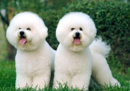 比熊犬吃什么鸡蛋比较合适 吃蛋黄还是蛋白