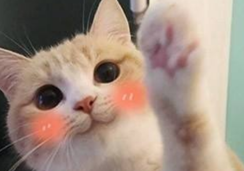 为什么说养猫不吉利 开销一般多少