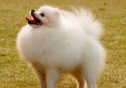 博美犬死前症状 晚上叫怎么处理