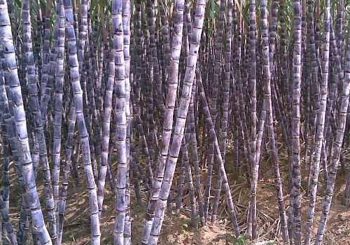 宝宝感冒咳嗽可以吃甘蔗吗 效果怎么样