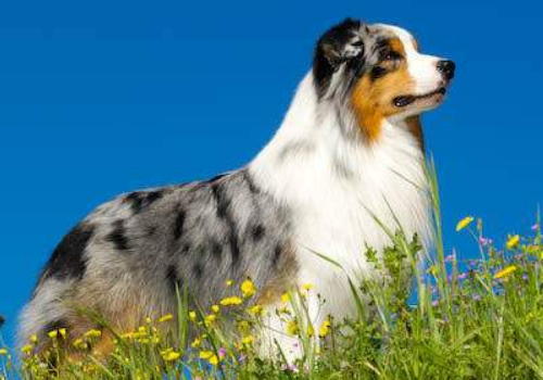澳洲牧羊犬为什么没有尾巴 寿命是多长