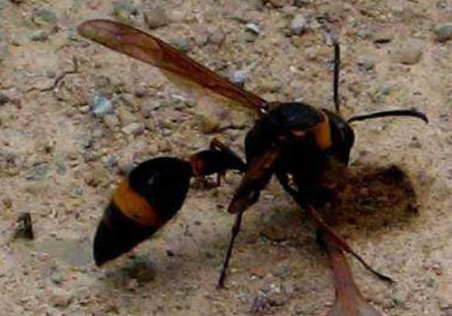 虎头蜂蛰到会死人吗 是益虫还是害虫