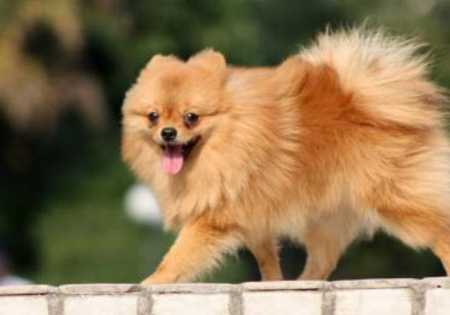 博美犬吃什么狗粮好 女生为什么不能养