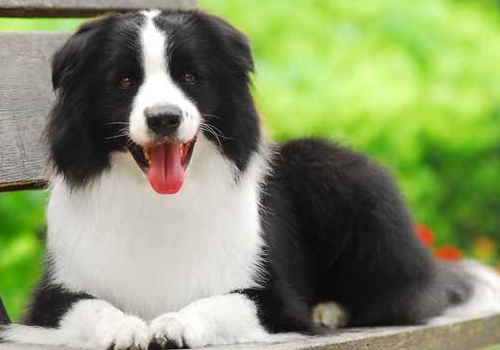 边境牧羊犬的智商有多高 怎么梳毛