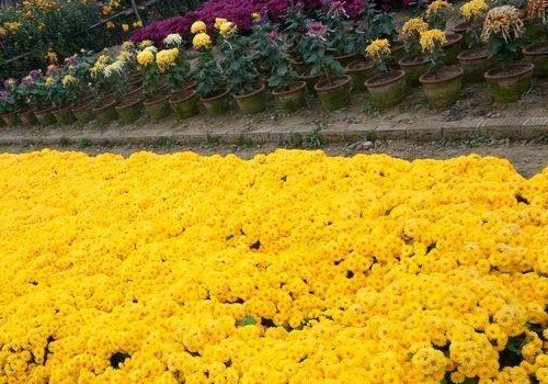 重阳节赏什么花 唱什么歌