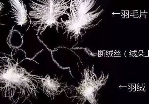 白鸭绒和灰鸭绒的区别是什么 哪个好