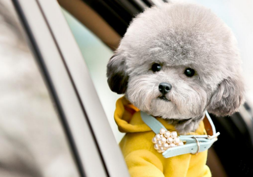 贵宾犬有几种颜色 什么颜色最贵