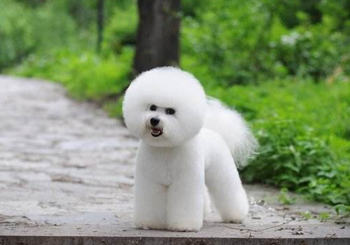 比熊犬吃了不能吃的东西怎么办 喂养要注意什么