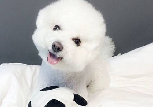 比熊犬发情了怎么办 症状有哪些