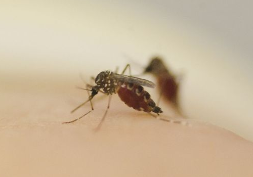 蚊子是从哪来的 灭绝了世界会怎样