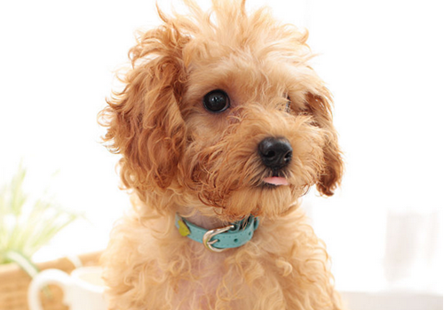 贵宾犬毛发打结怎么办 如何避免