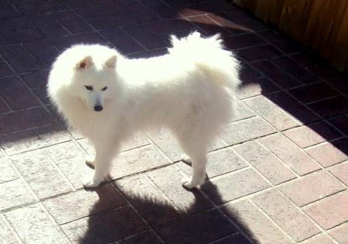 银狐犬的缺点 认主人吗