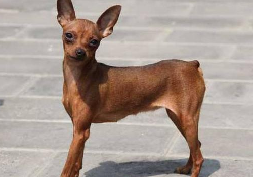 小鹿犬哪种颜色最贵 缺点是什么