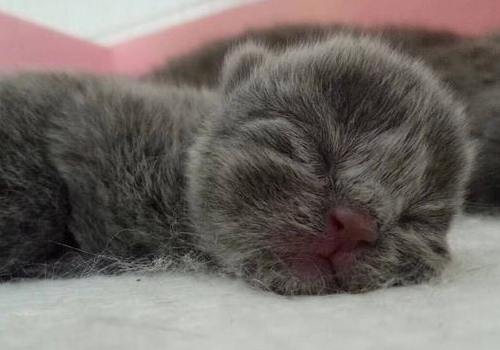 英短蓝猫吃什么 哪些食物不宜喂养