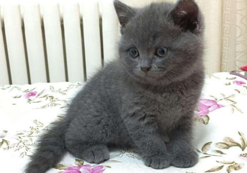卡尔特猫和英短的区别 哪个贵